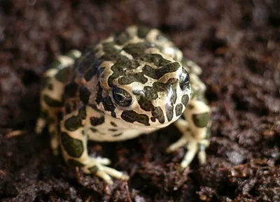 маленькая жаба на какой то грязи, картинка жаба фон картинки и Фото для  бесплатной загрузки