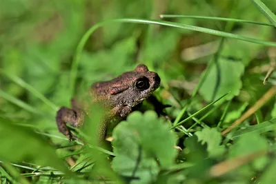 Польза и вред от жаб в саду - Agro-Market24