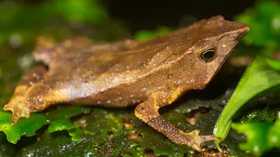 Обыкновенная жаба (серая жаба, коровница) | NATTOUR