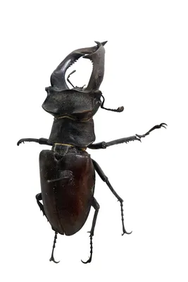 Колорадский жук: фото, причины появления, как избавиться, препараты Август