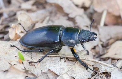 погребный жук. вид жука семейства Tenebrionidae блуждает Lusitanica  Стоковое Изображение - изображение насчитывающей гимна, конец: 233066043