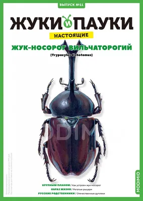 4 главных отличия самки жука-носорога от майского жука | Дикий Юг - природа  Юга России | Дзен