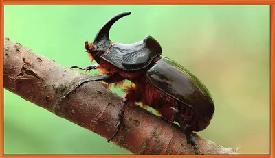 Гигантский жук жука, необыкновенный жук насекомого с рожком на солнце  Стоковое Фото - изображение насчитывающей злосто, сад: 120347840