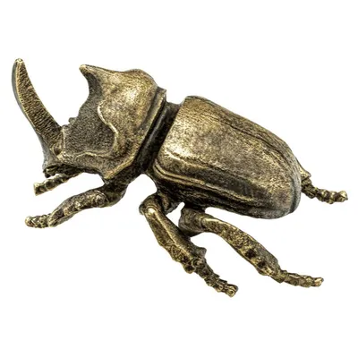 К чему снятся жуки — сонник: жуки во сне | 7Дней.ру