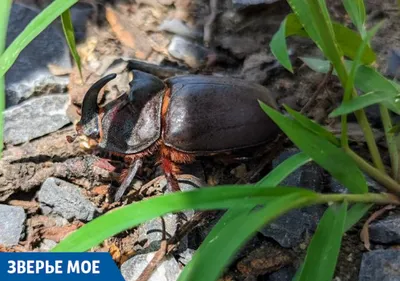 Неиссякаемый источник белкового корма - Личинка жука Знахаря - купить по  выгодной цене | Интернет-магазин муравьиных ферм Ant-Pet.ru