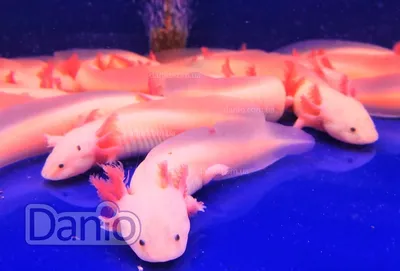 АКСОЛОТЛЬ Мексиканский белый или саламандра размер M /Ambystoma mexicanum/  | Зоомагазин \"Зоо сити\"