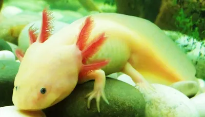 Купить аксолотля альбиноса Axolotl albino - Danio.com.ua