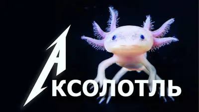 Аксолотль черный (Axolotl - Ambystoma mexicanum) 10-12 см купить за 791  руб. — ZOOMIX