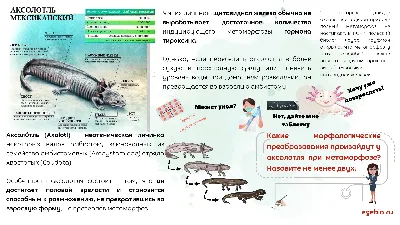 Розовый Аксолотль — стоковые фотографии и другие картинки Аксолотль -  Аксолотль, Амфибия, Вода - iStock