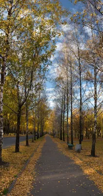 Осенняя аллея. Фотограф Игорь Квочка