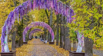 Платановая аллея в Геленджике