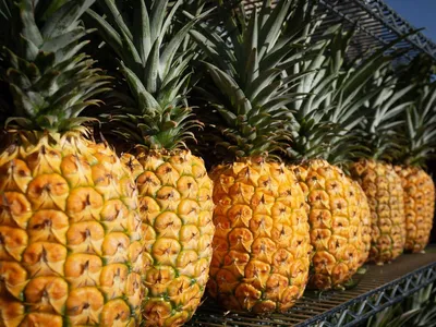 Диетолог опровергла миф о пользе ананаса для похудения | Телеканал  Санкт-Петербург