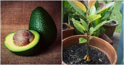 Как вырастить авокадо из косточки | Блог GreenMarket