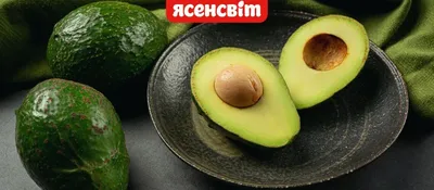 Особенности выращивания авокадо - купить семена с доставкой почтой по  Украине из Винницы посевного материала