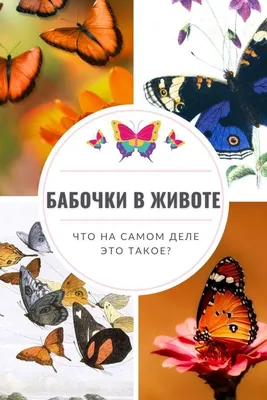 Тату бабочка / на животе - 5 фото и эскизов [2024]