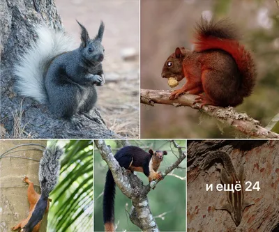 Здравствуй, белка! Как живешь?\"