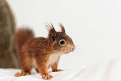 Белка обыкновенная (Sciurus vulgaris) — Зоопарк «Лимпопо» г. Нижний  Новгород – Нижегородский зоопарк