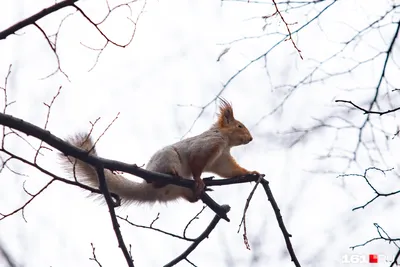 Наука для людей: \"Сколько белок в нашем центральном парке?\" - Сайт  государственного учреждения Тульской области «Тульский областной экзотариум»