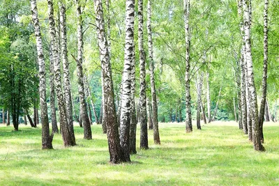 🌳 Искусственное дерево: Берёза, 150-550см купить » Искусственные растения  с доставкой по всей России