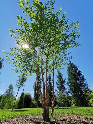 Лес березы весной стоковое фото. изображение насчитывающей лето - 112367754