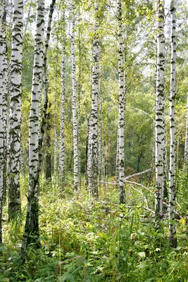 Берёзы в Таганроге пожелтели фото - Мой Таганрог