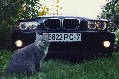 Куда деть телефон в F10? — BMW 5 series (F10), 2 л, 2016 года | аксессуары  | DRIVE2