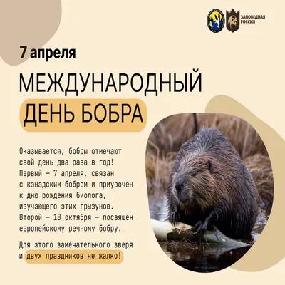 Про охоту. Как найти бобра? Путь траппера | Рушан Хайруллин | Дзен