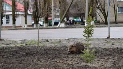 Детёныш бобра | Пикабу