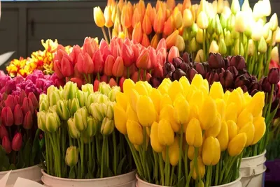 VIP букет весенних цветов на 8 марта Символ удачи заказать, купить с  доставкой в Минеральных Водах | Магазин цветов с доставкой по Минеральным  Водам и служба доставки цветов в Минеральных Водах Роза-Красная.рф -