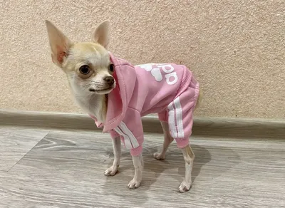 Чихуахуа: описание породы, 🐕 характеристики, плюсы и минусы