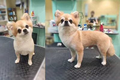Как спрогнозировать цвет шерсти у щенка чихуахуа? | Собаки | Dogsacademy.ru  | Дзен