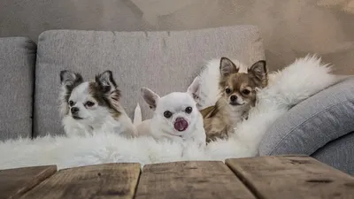 Чихуахуа: описание породы, 🐕 характеристики, плюсы и минусы