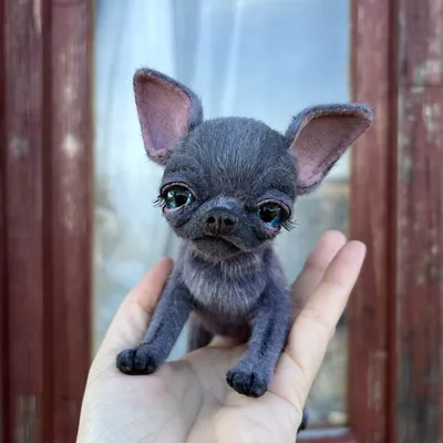 КУПИТЬ ЩЕНКА ЧИХУАХУА / PUPPIES CHIHAUHAUA SALE - ЩЕНКИ БОСТОН ТЕРЬЕРА  БОСТОН ТЕРЬЕР ЩЕНКИ ЧИХУАХУА ЩЕНКИ ЧИХУАХУА ШОКОЛАДНОГО ОКРАСА ЩЕНКИ  ЧИХУАХУА ЛИЛОВОГО ОКРАСА ЧИХУАХУА КУПИТЬ БОСТОН ТЕРЬЕРА ПИТОМНИК БОСТОН  ТЕРЬЕРОВ КУПИТЬ ЧИХУАХУА