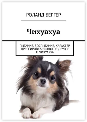 Чихуахуа - маленькие задиры и преданные друзья | Собаки | Dogsacademy.ru |  Дзен