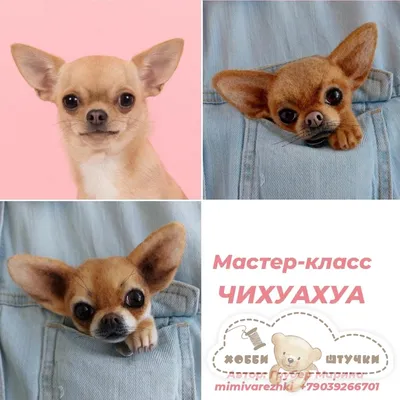 длиннее чихуахуа с волосами Стоковое Фото - изображение насчитывающей  молодо, смешно: 64810916