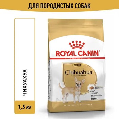 Щенок Чихуахуа длинношерстная, девочку купить