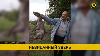 Существует ли чупакабра на самом деле?