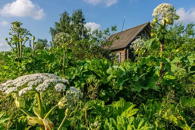 Город мертвых, русская Исландия и кавказская сказка: чем удивляют самые  необычные деревни России | Туристический бизнес Санкт-Петербурга