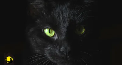 Приметы, курьезы и интересные факты, связанные с черной кошкой | Целая  Вселенная | Дзен