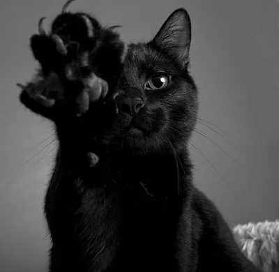 БЕР - ветеринарный комплекс - Черные кошки и приметы В разных странах с  кошками связано множество противоречивых примет. Например, в Британии и  Австралии считается, что черные кошки приносят счастье, в некоторых  провинциях