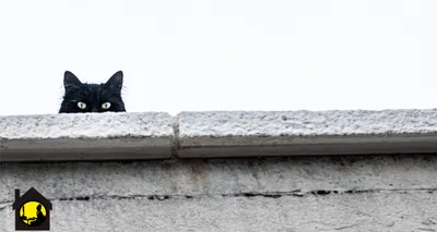 Картина из страз с красивой девушкой и черной кошкой 5d «сделай сам»,  женская и кошка, мозаика из страз, вышивка крестиком для домашнего декора,  подарок | AliExpress