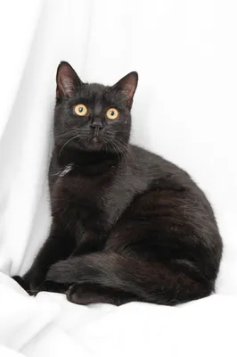 черная кошка сидит на выступе и смотрит на улицу, милый кот черный кот, Hd  фотография фото фон картинки и Фото для бесплатной загрузки