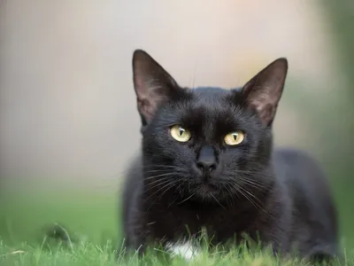 Черный кот с разноцветными глазами - 70 фото