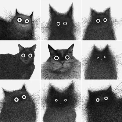 Черные кошки: мифы и суеверия
