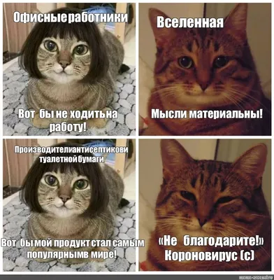 Быстрый и удобный сервис для создания мемов :) | Мемы, Смешные котята,  Веселые мемы