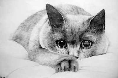 Картинки для срисовки животные для 11 лет (31 фото) 🔥 Прикольные картинки  и юмор
