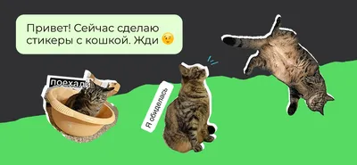 В WhatsApp для iPhone добавили возможность создания стикеров из фотографий