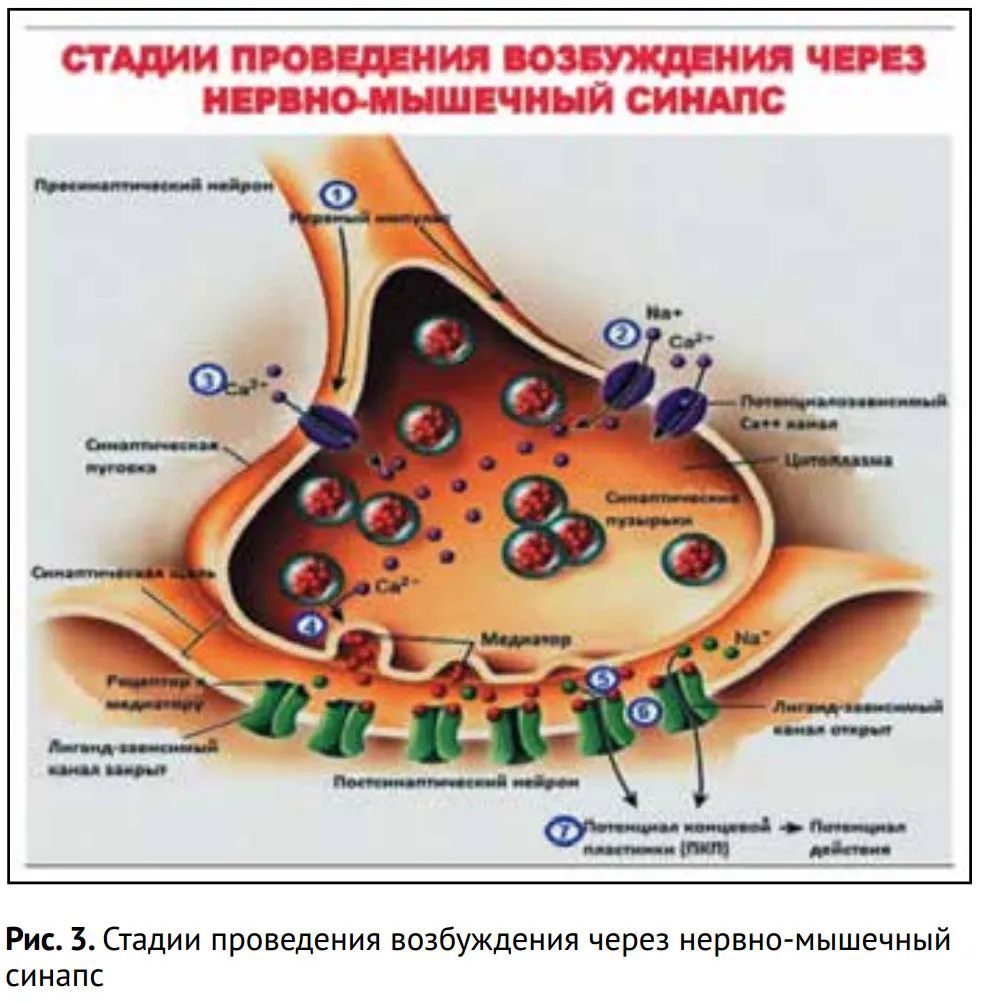 Возбуждение мышцы