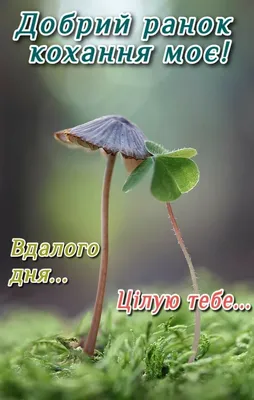 Побажання гарного дня в картинках, своїми словами, у віршах, в смс та  християнські побажання доброго дня — Укрaїнa