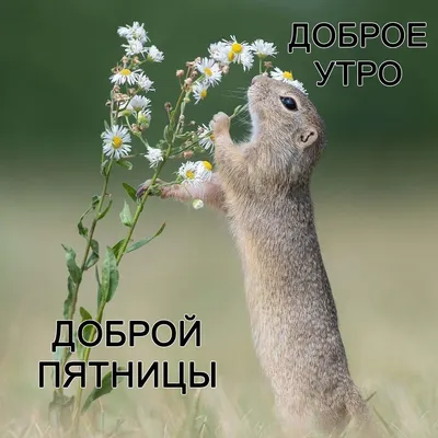 Доброй вам пятницы!🍁🍁🍁 | TikTok